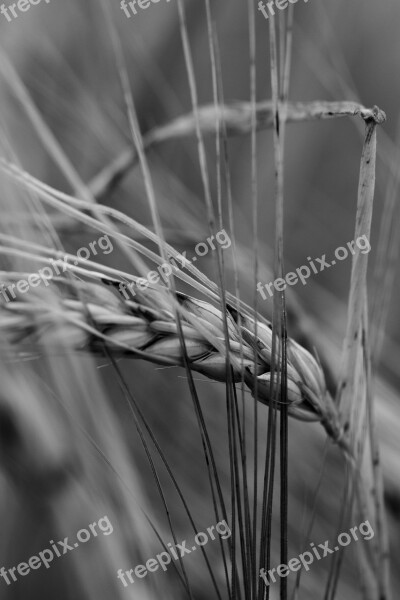 Black And White Barley Wheat Farmer Field