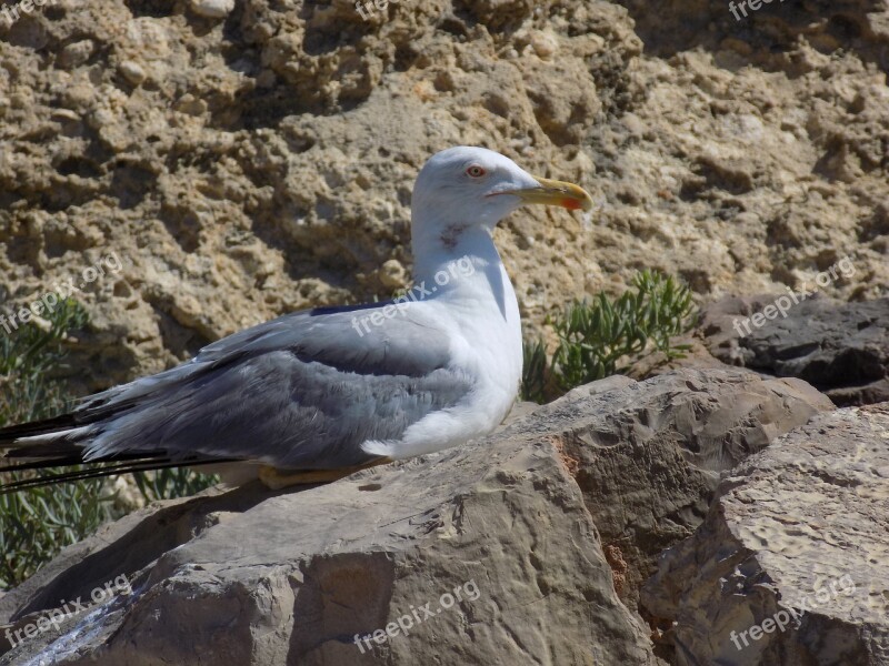 Seagull Macro Close Close Up Sea