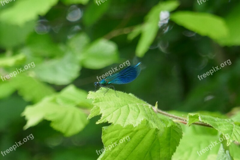 Insect Nature Spring Wings Fauna