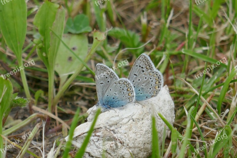 Butterfly Meadow Nature Spring Grass