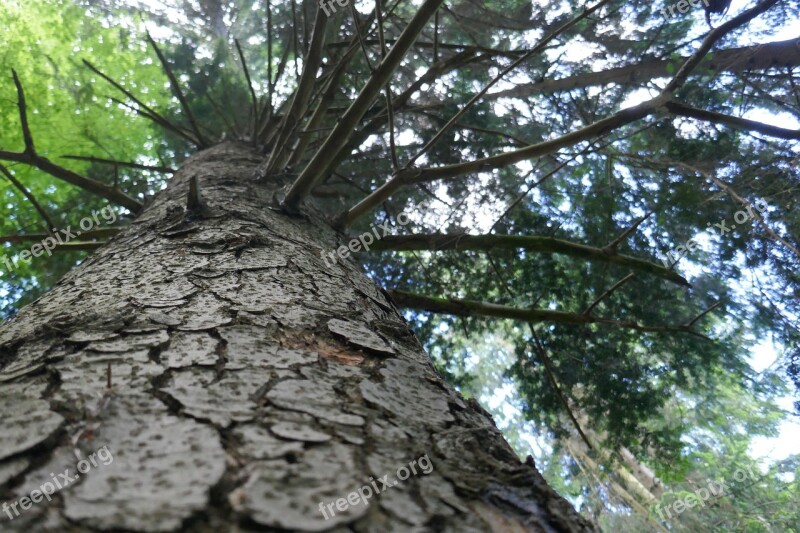 Tree Bough Leaves Plant Nature