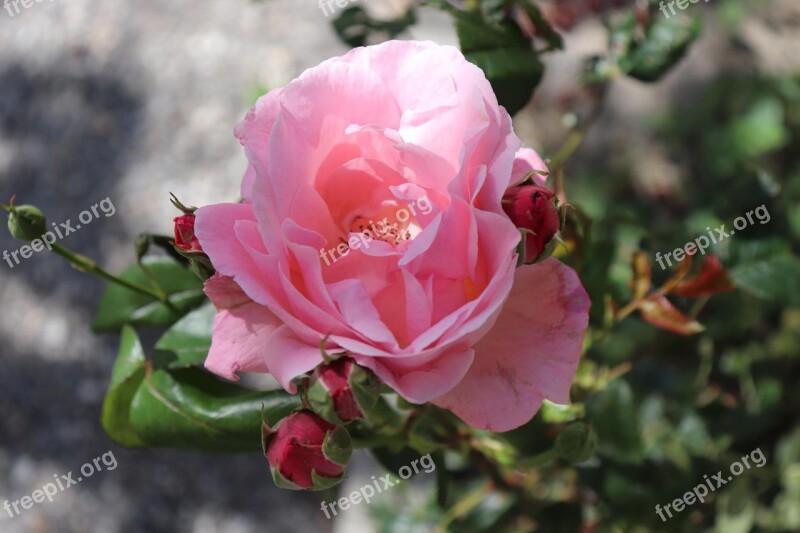 Nature Wild Outdoor Rose Pink