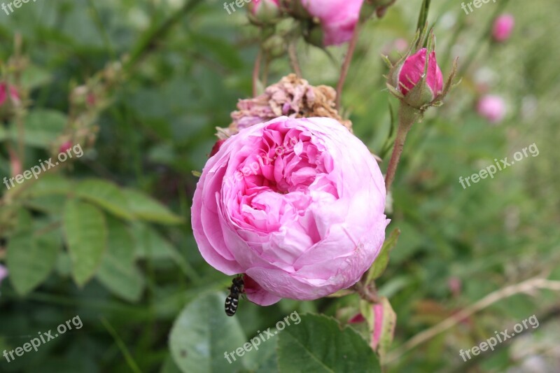 Nature Flower Pink Button Garden