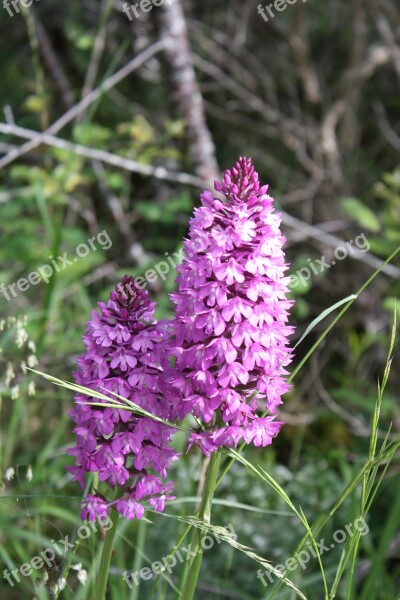 Orchid Flower Field Flora Nature