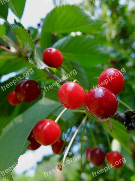 Cherries Juicy Cool Natural Free Photos