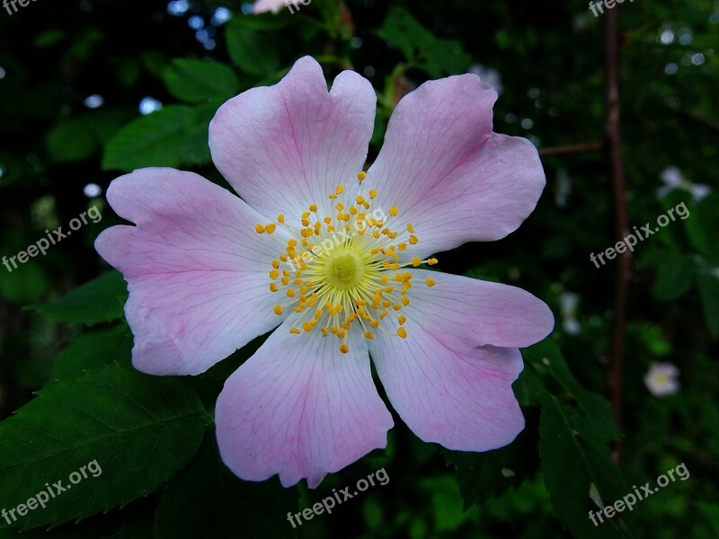 Canine Petals Nature Thorns Free Photos