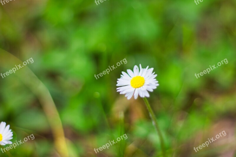 Margaret Flower Flowers Spring Nature