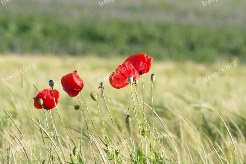 Poppy Barley Field Nature Cornfield Cereals