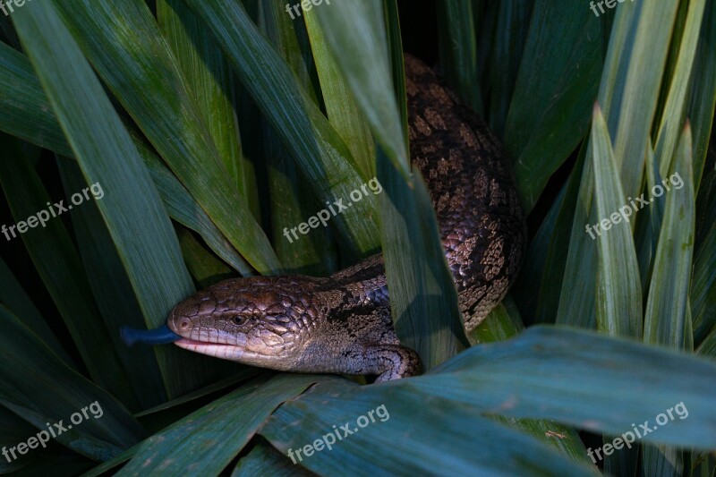 Lizard Blue Tongue Australia Animal Free Photos