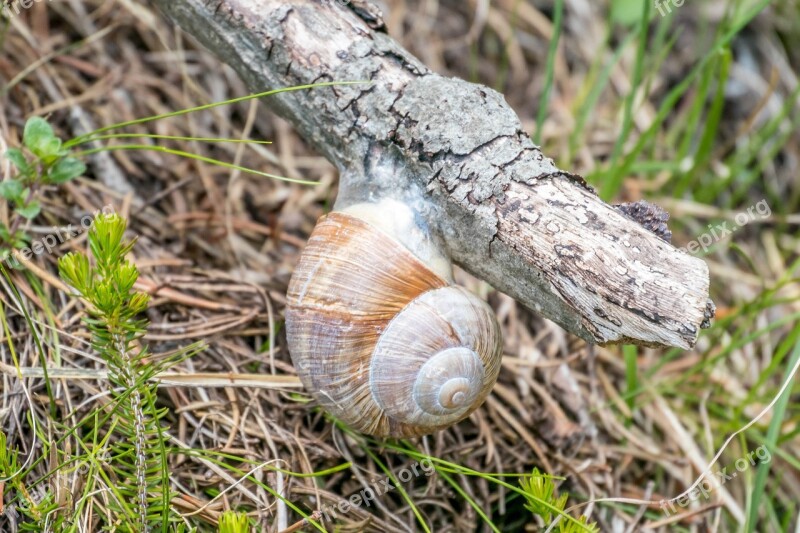 Snail Nature Animal Shell Spiral