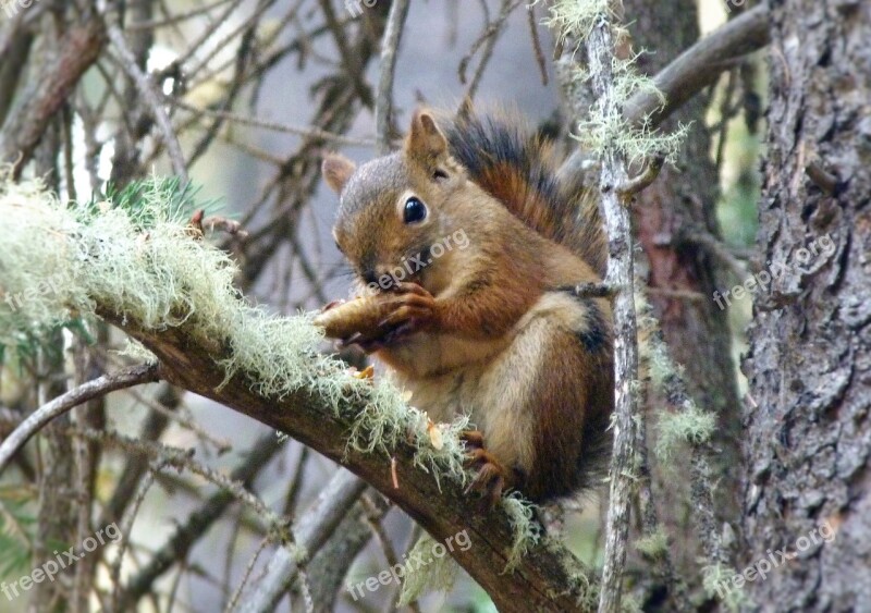 Red Squirrel Canada Banff Rodent Nature