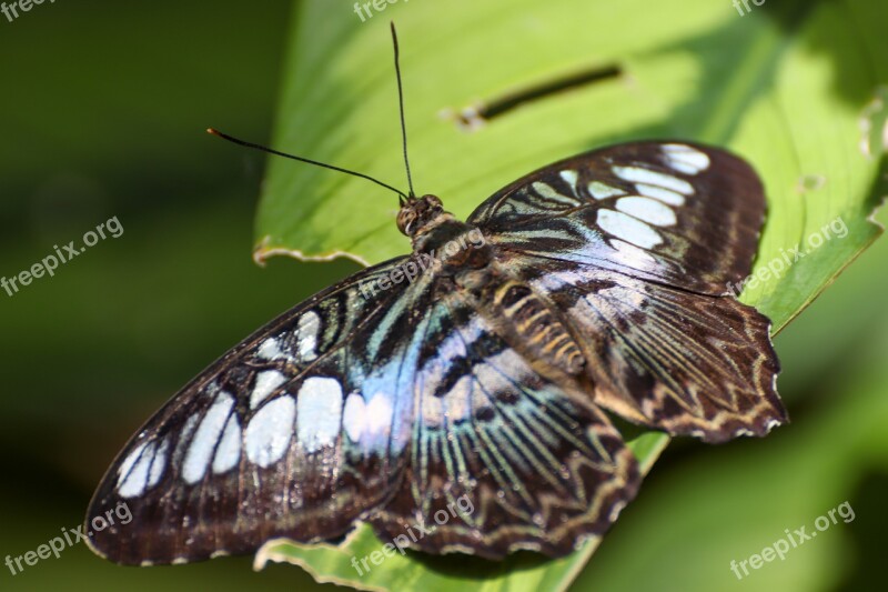 Butterfly Animal Insect Nature Wing