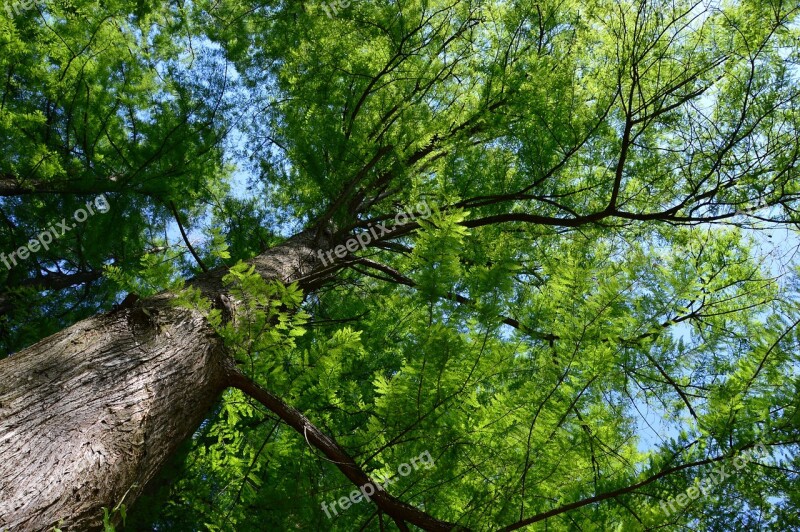 Wood Forest Nature Leaves Green