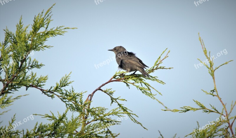 Bird Feathers Nature Small Plumage