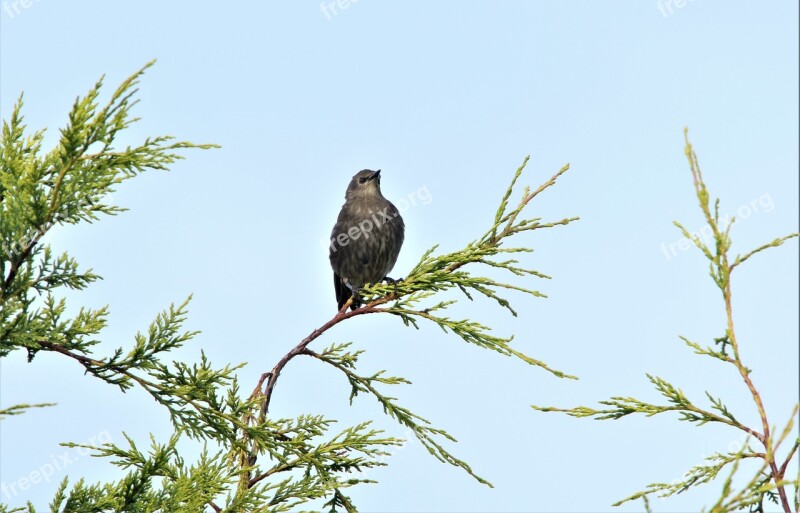 Bird Feathers Nature Small Plumage