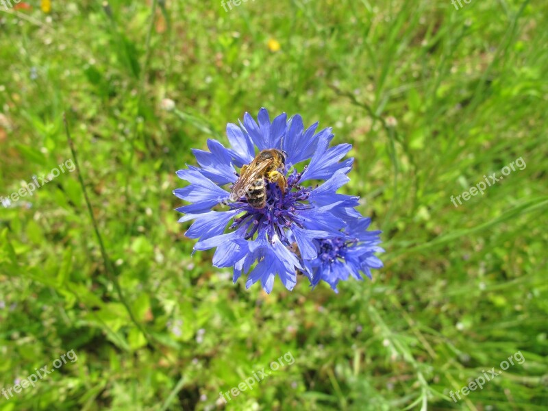 Bee Pollen Cornflower Meadow Insect