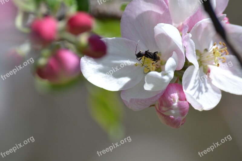 Bug Pollinator Apple Blossom Nature Wildlife