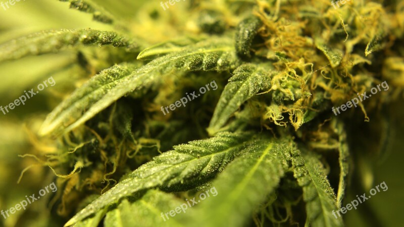 Weed Trichomes Ganja Cannabis Pot