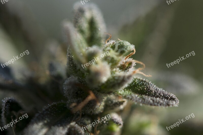 Weed Trichomes Ganja Cannabis Pot