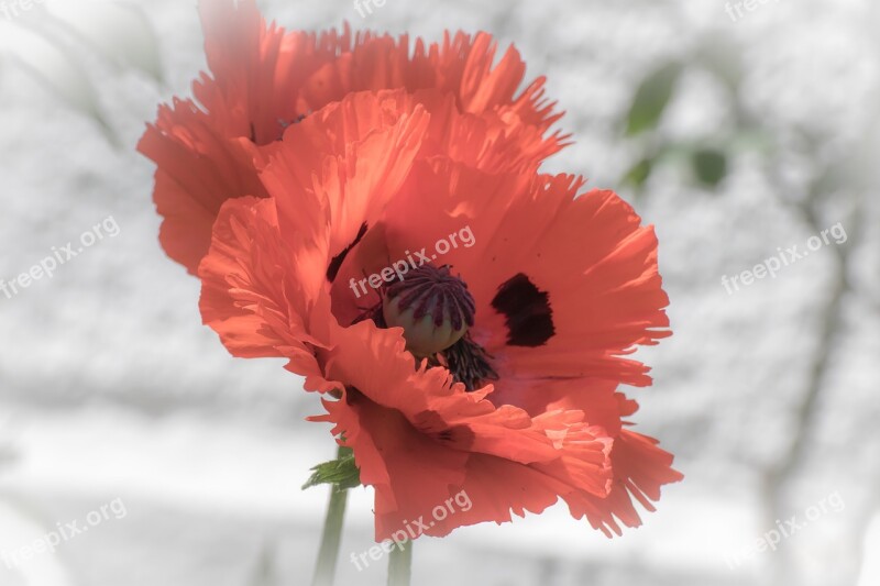 Poppy Blossom Bloom Klatschmohn Flowers