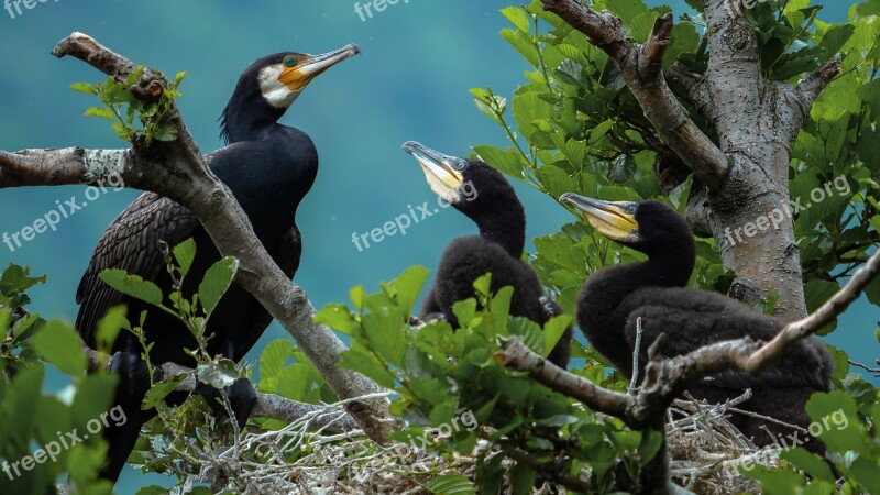 Cormorant Birds Nest Bird Chicks