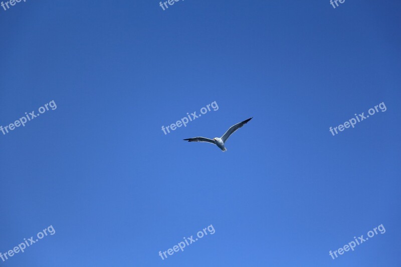 Tenerife Seagull Bird Canary Islands Free Photos