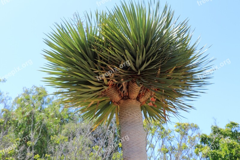 Tenerife Dragon Tree Tree Canary Islands Free Photos