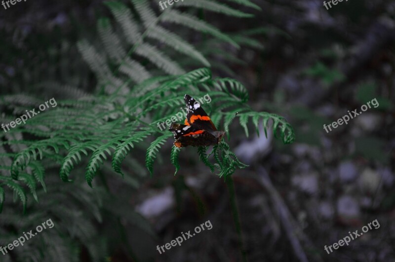 Butterfly Forest Green Plant Insect