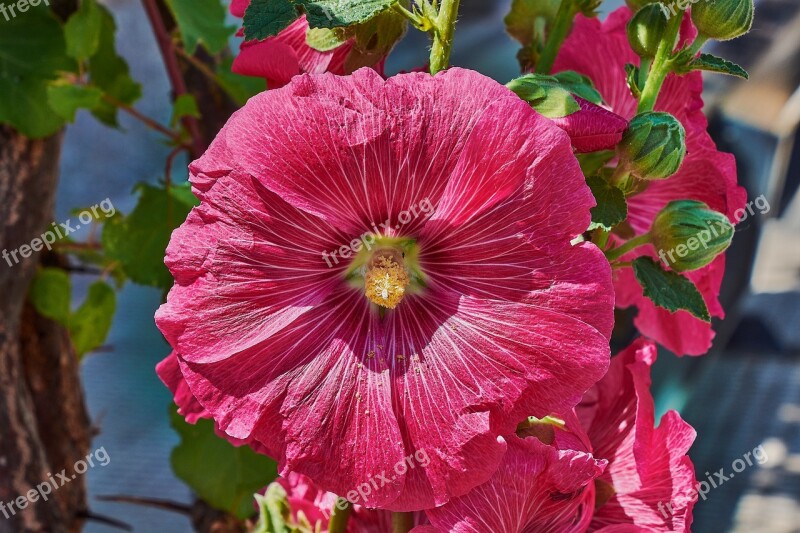 Bell Red Garden Plant Flowering