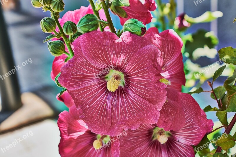 Bell Red Garden Plant Flowering