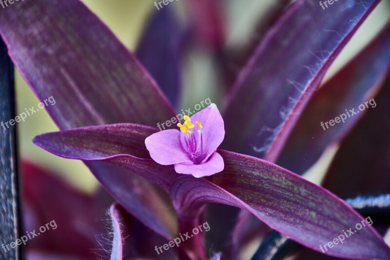 Flower Garden Plant Red Petals