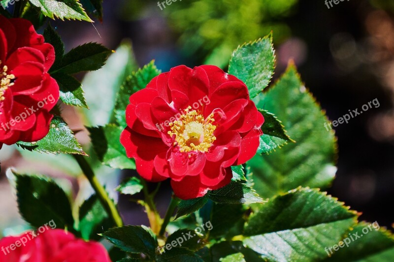 Daisy Red Garden Flower Plant