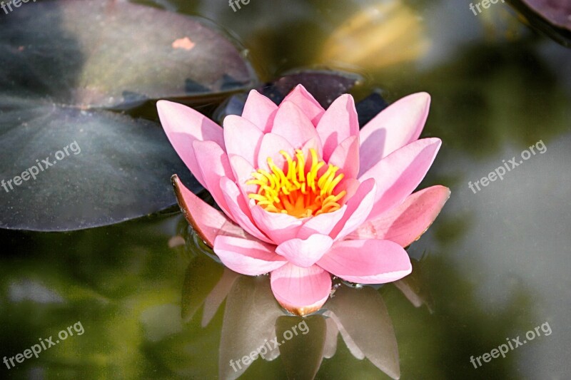 Water Lily Nature Bloom Pond