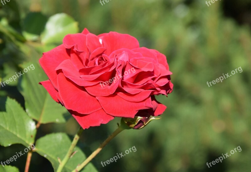 Rose Flower Romantic Red Garden