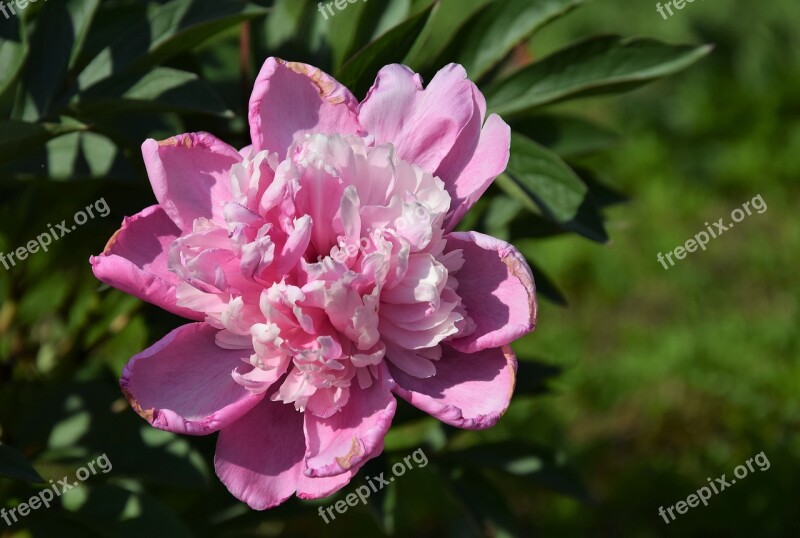 Peony Pink Flower Garden Summer