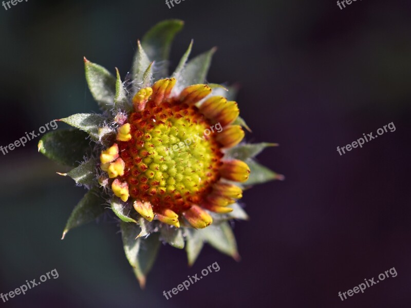 Kodadenblume Flower Plant Expressive Yellow Orange