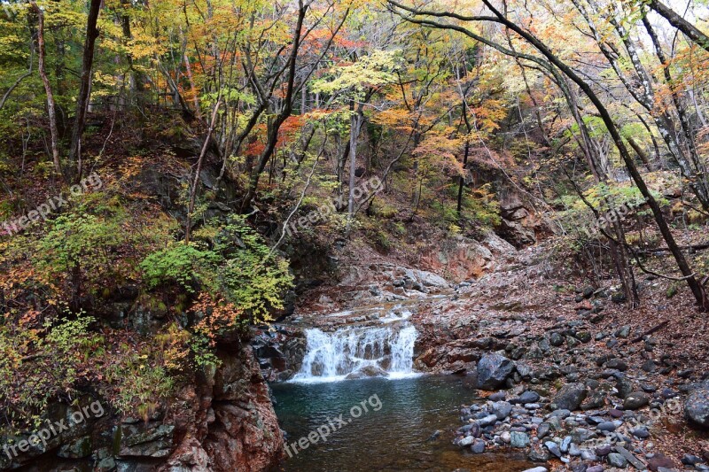 Mountain Gloss Natural Outdoors Autumnal Leaves