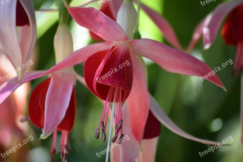 Fuchsia Blossom Bloom Close Up Nature