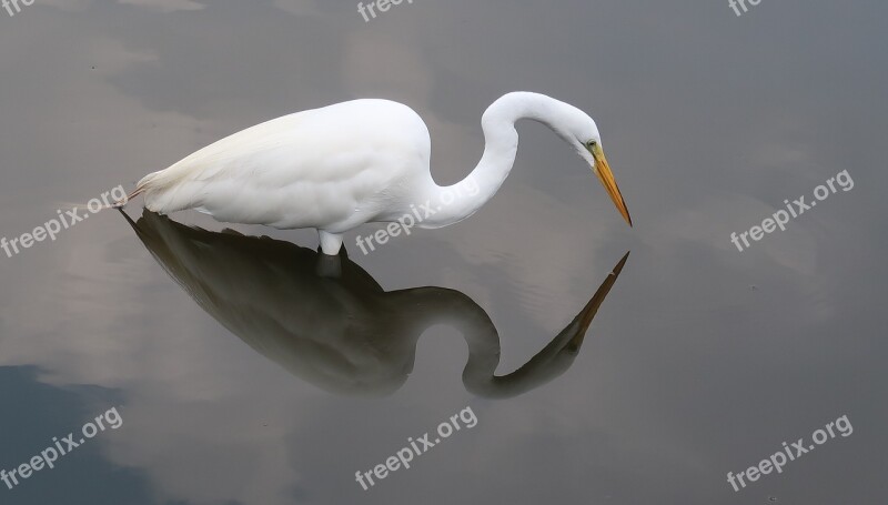 Heron Egret Reflection Waterfowl White