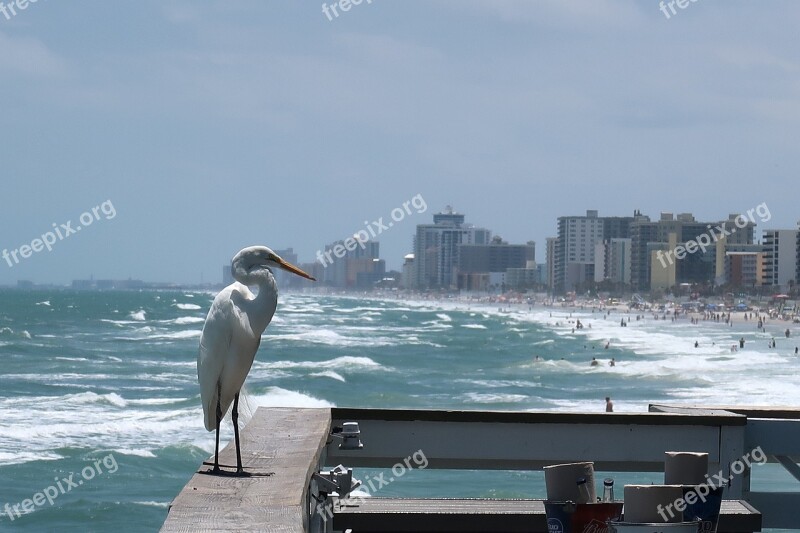 Heron Egret Beach Branding Coast