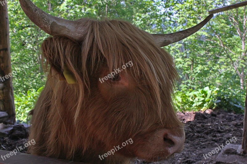 Animal Portrait Horn Farm Ruminants