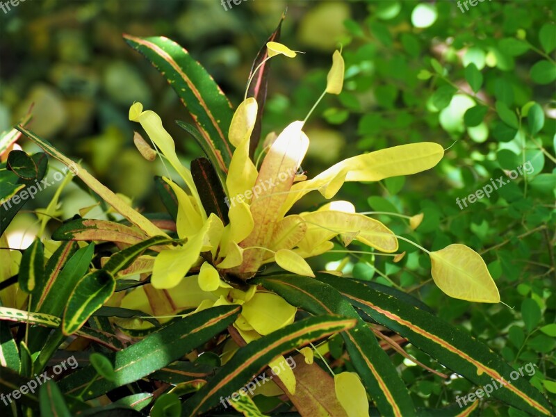 Yellow Flower Plant Outdoor Garden Guimaras Island