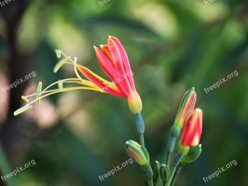 Small Red Flower Petal Bloom Outdoor Plant