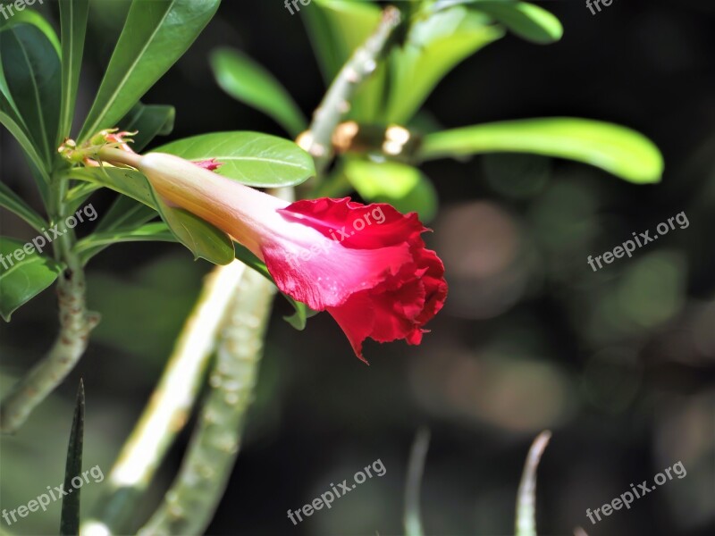 Small Red Flower Blossom Young Petal Red