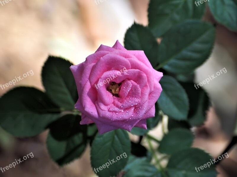 Pink Rose Small Plant Rose Pink