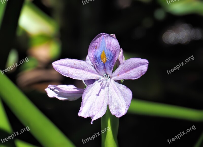 Small Flower Outdoor Garden Colorful Violet