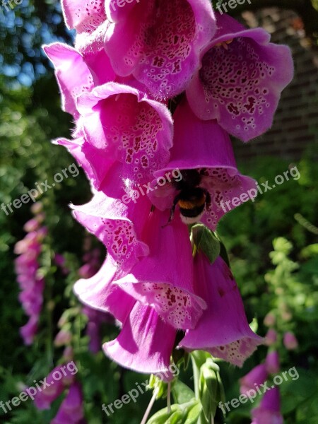 Thimble Hummel Nature Toxic Fatal