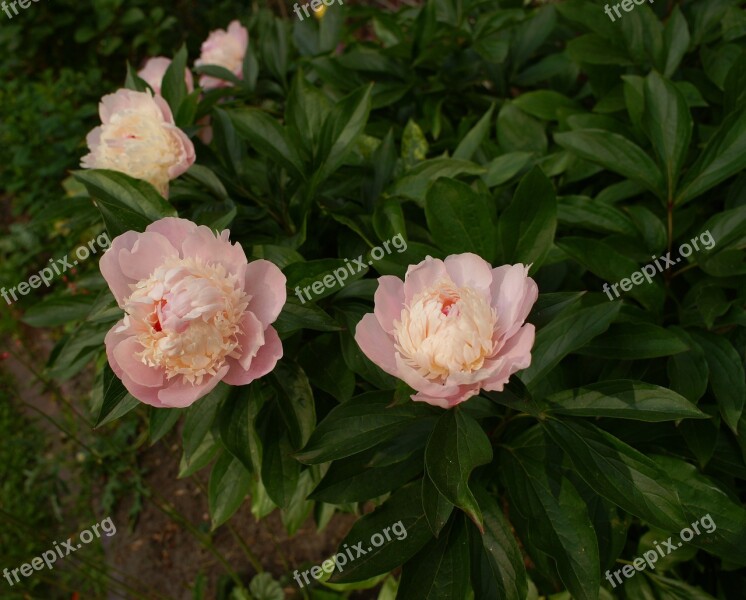 Peony Flowers Flora Summer Garden