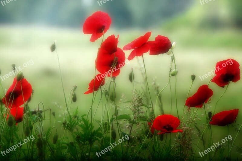 Poppy Flower Red Blossom Bloom