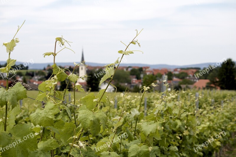 Wine Growing Field Plant Landscape Vineyard